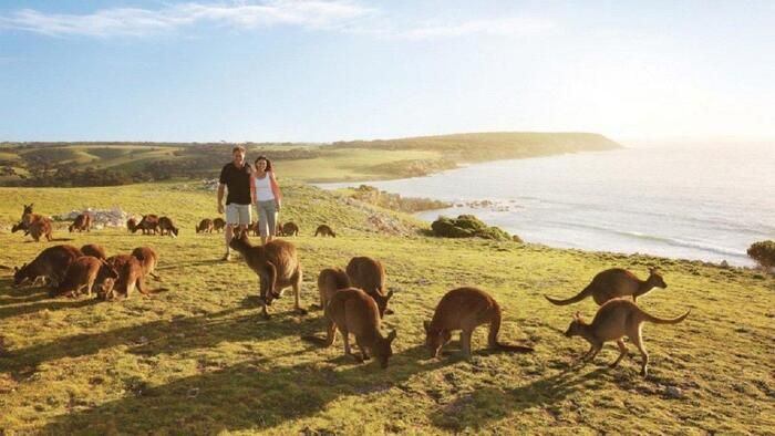 Đảo Kangaroo nổi tiếng của Úc chứa rất nhiều sư tử biển
