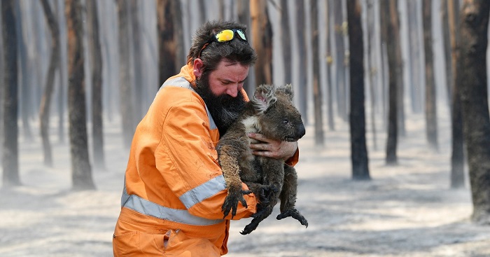 Những điều cấm kỵ khi đến Úc - Người dân Úc rất yêu thương và bảo vệ động vật hoang dã