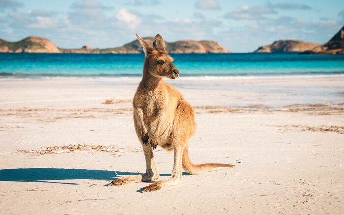 Đi Úc nên mang theo những gì - Cùng đến khám phá đất nước của loài Kangaroo ngay thôi nào
