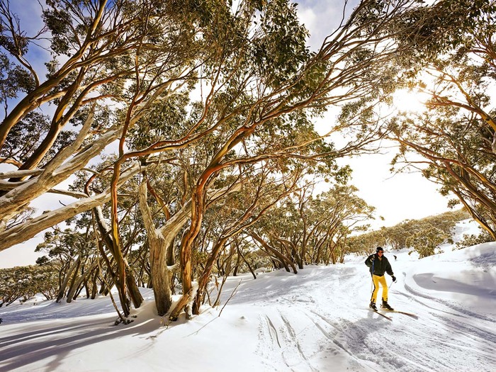 Du lịch Melbourne mùa đông - Núi Baw Baw Melbourne có cảnh thiên nhiên tuyệt đẹp.