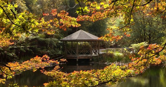 Du lịch Melbourne mùa thu - Vườn bách thảo Hoàng gia