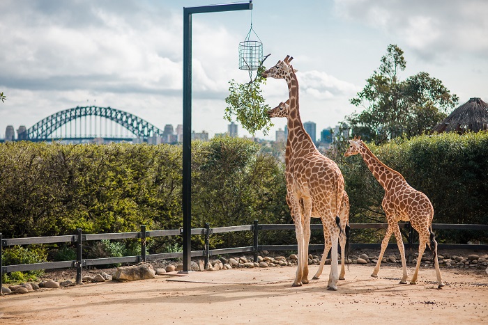 Sydney có gì đặc biệt - Vườn bách thú Taronga dành cho những ai yêu thích và muốn khám phá thế giới động vật