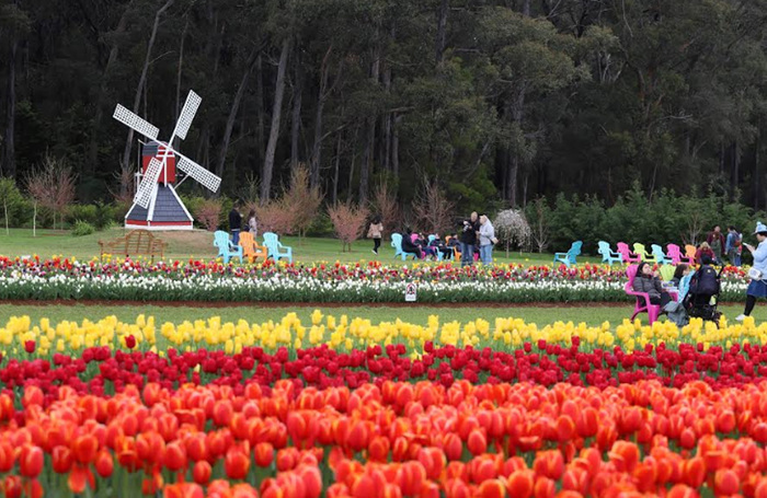 Lễ hội hoa tulip tại Úc - Lễ hội hoa tulip là một trong những lễ hội được chờ đón nhất trong mùa xuân tại Úc.