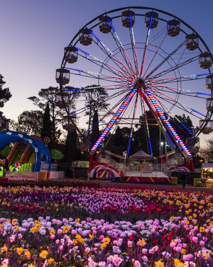 Lễ hội hoa Floriade ở Úc - Đêm sự kiện trong lễ hội hoa Floriade với những bông hoa được xếp theo màu sắc chủ đề bắt mắt, lãng mạn.