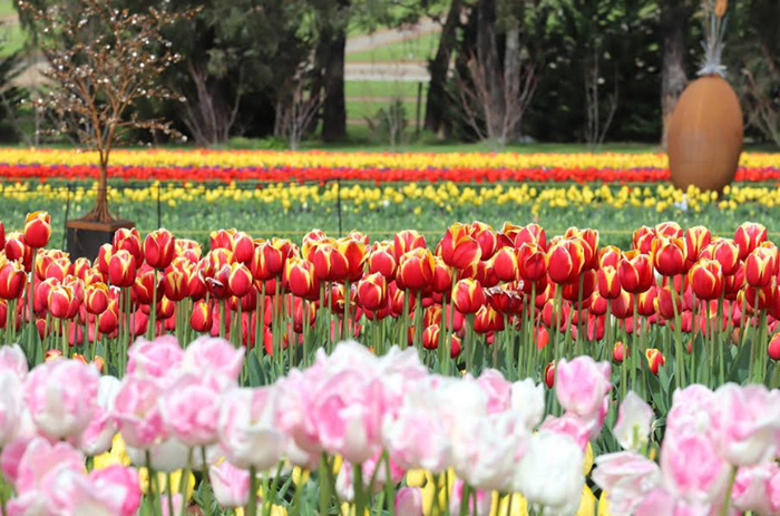 Lễ hội hoa tulip tại Úc - Vườn hoa của nhà Tesselaar đẹp và rộng đến mức trở thành cánh đồng tulip, là điểm dừng chân của nhiều khách bộ hành cùng gia đình, bạn bè đến vừa ngắm hoa, vừa thư giãn thưởng thức món ăn ngon