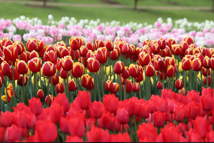 Lễ hội hoa tulip tại Úc - Có lẽ vì nở vào mùa xuân, khi bóng tối của những ngày đông đã bị xóa nhòa, nên hoa tulip còn trở thành biểu tượng cho cuộc sống vĩnh hằng. 