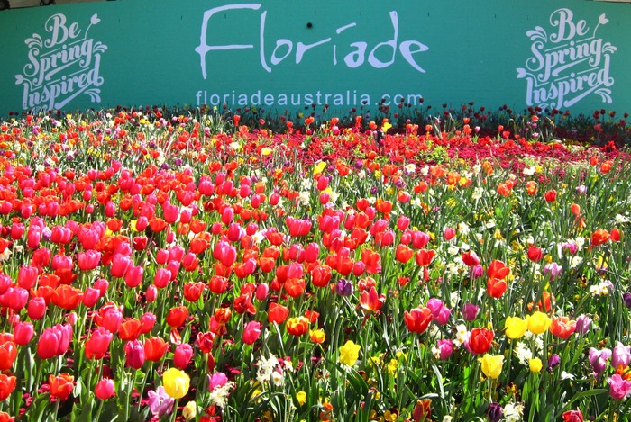 Lễ hội hoa Floriade ở Úc - Hoa được trang trí thành nhiều chủ đề tại công viên Common Wealth
