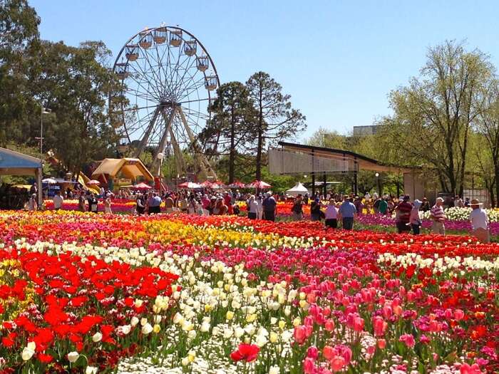 Lễ hội hoa Floriade ở Úc - Hàng triệu loài hoa đua nhau khoe sắc tại lễ hội một năm mới có một lần này tại Úc