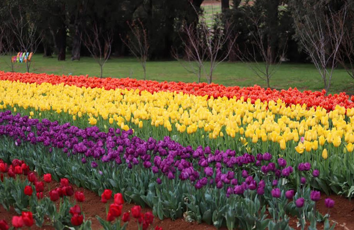 Lễ hội hoa tulip tại Úc - Cánh đồng hoa tulip được trồng thành hàng dài theo màu sắc cầu vồng