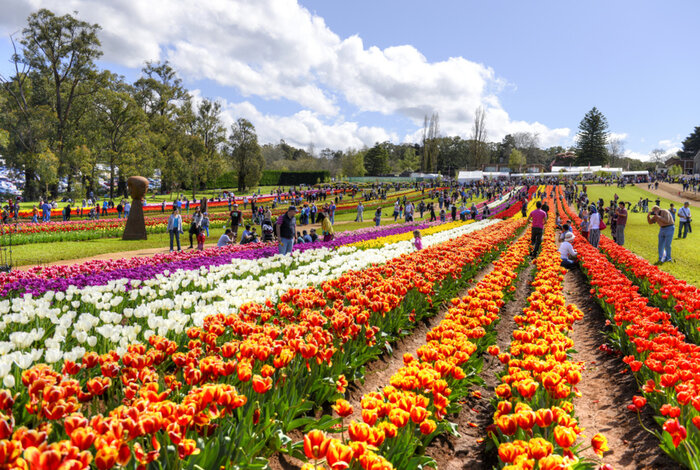 Lễ hội hoa Floriade ở Úc - Những dãy hoa đủ màu đủ hương được trưng bày trải dài khắp nơi trong thành phố Canberra