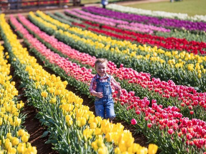 Lễ hội hoa tulip tại Úc - Trên một diện tích rộng khoảng rộng hơn 2 ha, du khách được chiêm ngưỡng khoảng 900.000 bông hoa tulip với đủ các màu sắc.