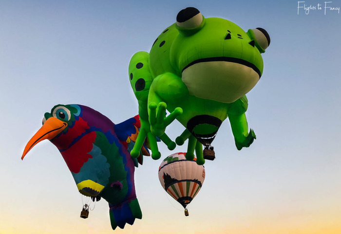 lễ hội khinh khí cầu Úc - Hai chiếc khinh khí cầu hình chú ếch to lớn và chú chim khổng lồ.