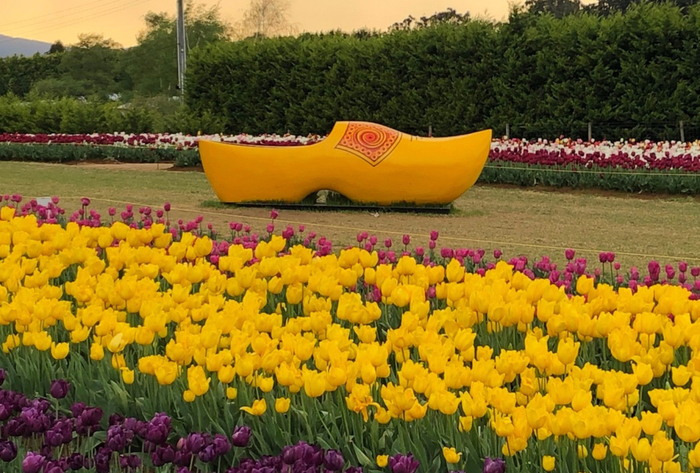 Lễ hội hoa tulip tại Úc - Khu vưc chụp ảnh và nghỉ chân ngắm hoa tulip trong lễ hội.