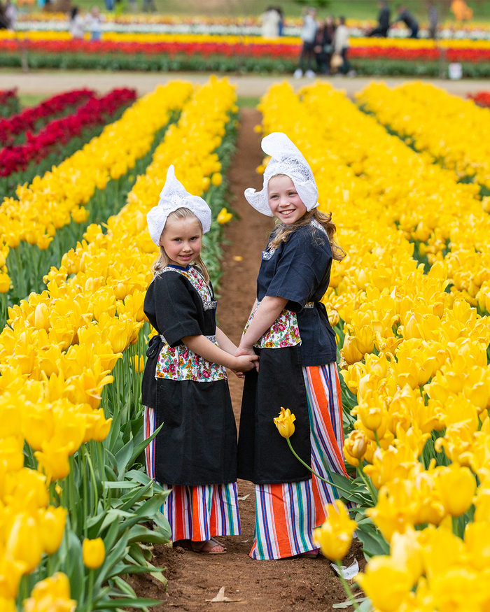 Lễ hội hoa tulip tại Úc - Mỗi năm, lễ hội hoa tulip tại Úc thu hút hơn 100.000 du khách trong nước và quốc tế tới thăm thành phố Melbourne.