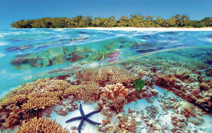 Cảnh đẹp nước Úc - Cảnh đẹp nước Úc - Ngắm san hô là hoạt động được du khách hưởng ứng rất nhiều