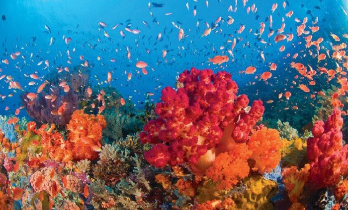 Cảnh đẹp nước Úc - Ngắm san hô là hoạt động được du khách hưởng ứng rất nhiều