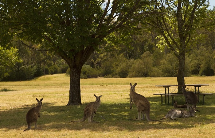 Địa điểm du lịch ở Canberra - Kangaroo trên đồng cỏ