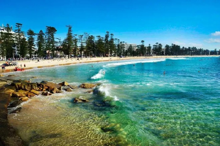 Bãi biển đẹp ở Sydney - Hàng cọ cùng làn nước trong veo tạo cảm giác gần gũi với thiên nhiên và yên bình