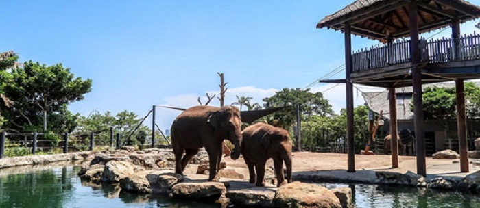 Du lịch Sydney nên đi đâu -Vườn bách thú Taronga. 