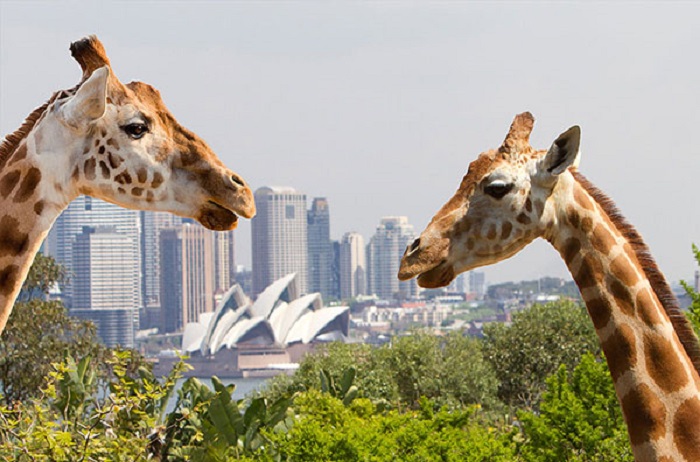 Du lịch Sydney nên đi đâu - Vườn bách thú Taronga được ví như một châu Phi hoang sơ