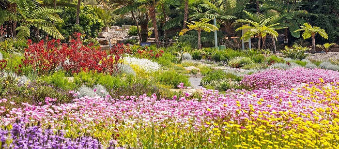 Không gian vườn Bách thảo Hoàng gia – Botanic Garden Sydney