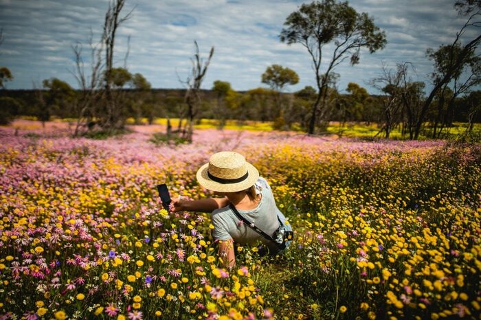 Nên đi du lịch Úc vào tháng mấy - Mùa Xuân trăm hoa đua nở ở Úc.