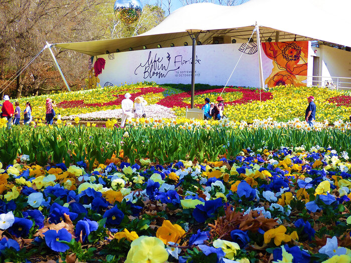 Lễ hội hoa Floriade ở Úc - Khi lễ hội hoa Floriade kết thúc, những đóa hoa sẽ được đưa đến các bệnh viện 