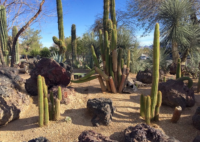 Tham quan vườn thực vật sa mạc Botanical Cactus với rất nhiều loài thực vật sa mạc phong phú