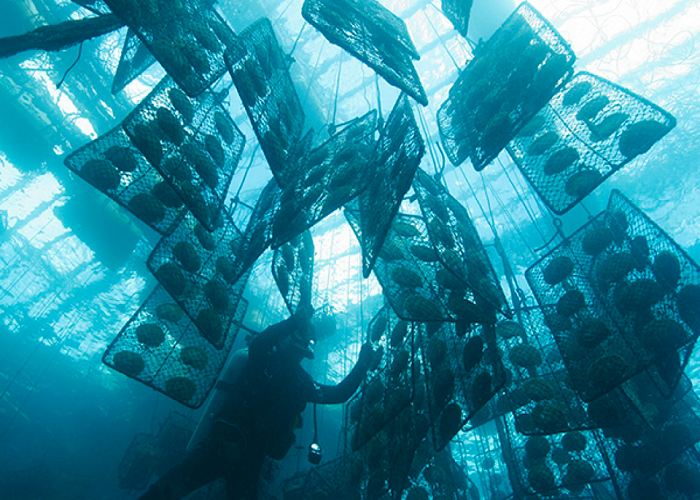 Cơ sở nuôi Ngọc trai Côn Đảo