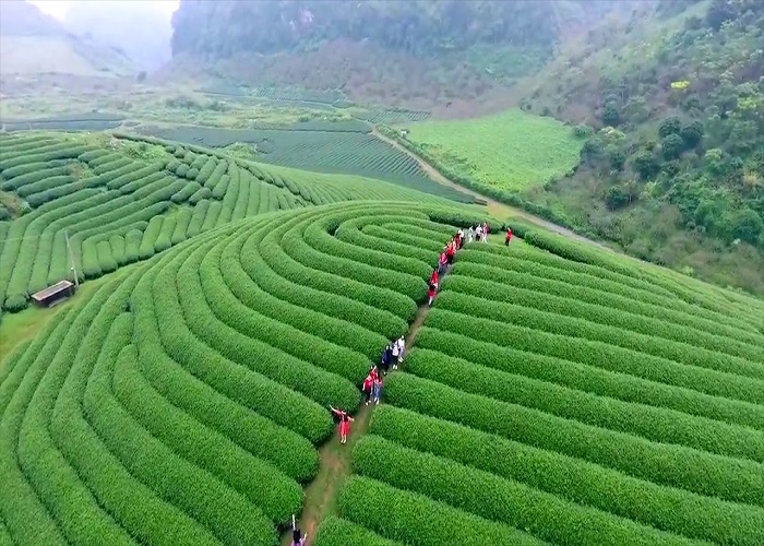 Đồi chè bạt ngàn tại Mộc Châu