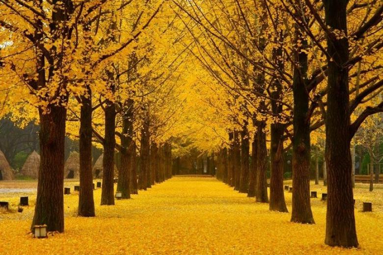 Đảo Nami Hàn Quốc