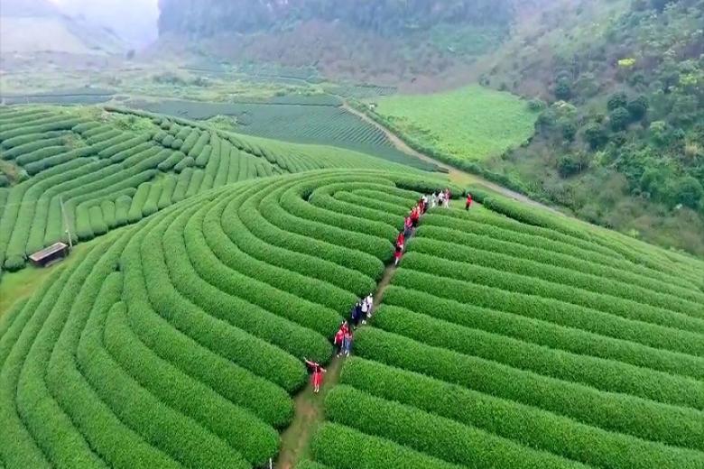 Đồi chè Mộc Châu