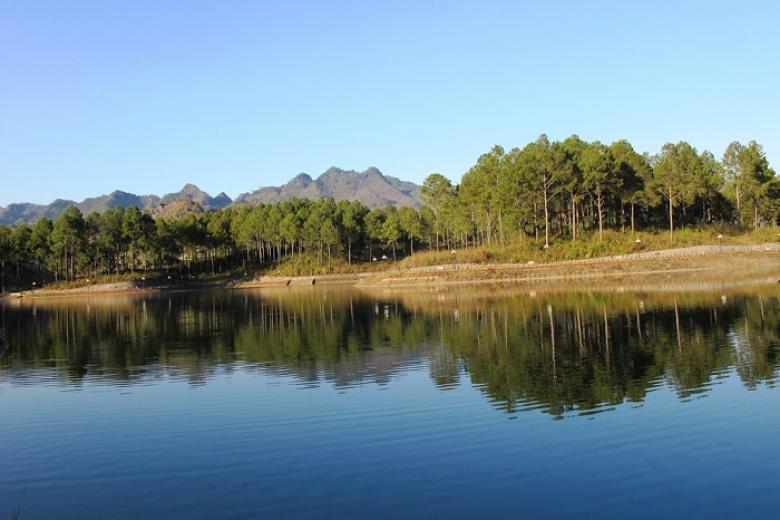 rừng thông bản áng