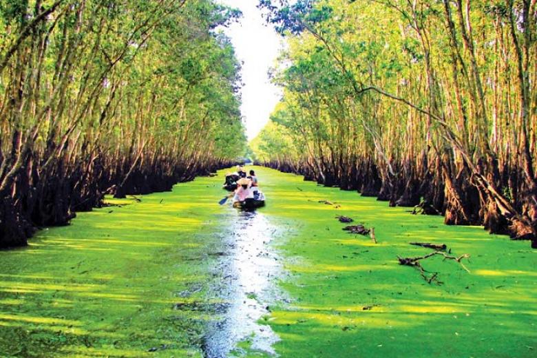 rừng tràm trà su