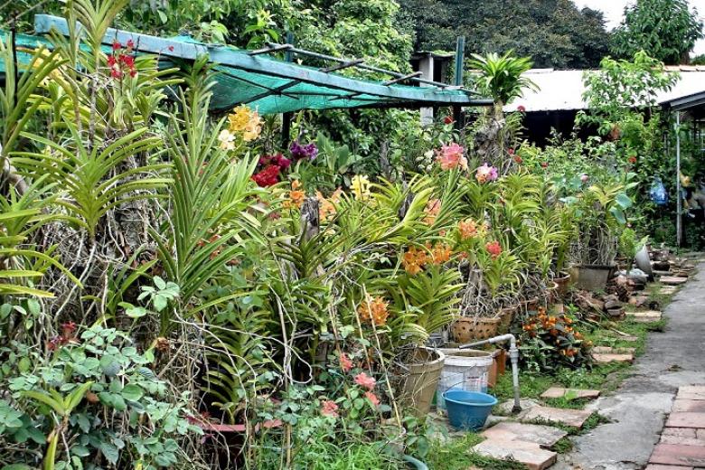 vườn lan đông dương