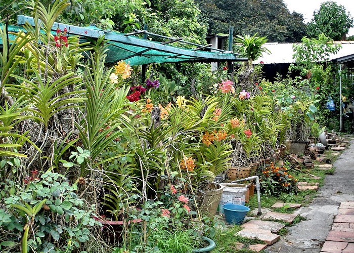 Ghé thăm Vườn Lan Đông Dương rực rỡ màu sắc