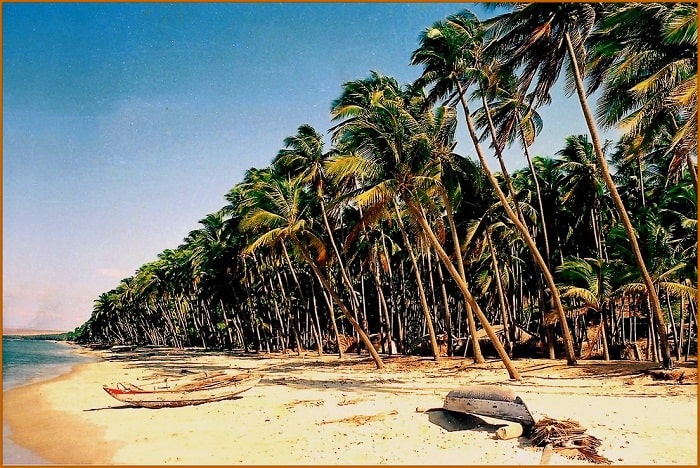 Rừng dừa Hàm Tiến 