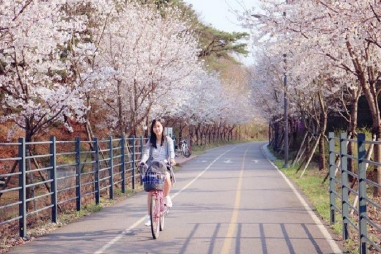 Anh Đào Hàn Quốc