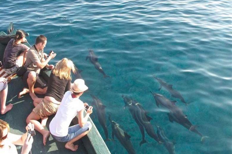 Ngắm cá heo ở Maldives