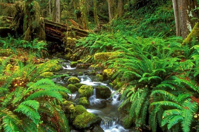 Rừng Quốc Gia Phú Quốc