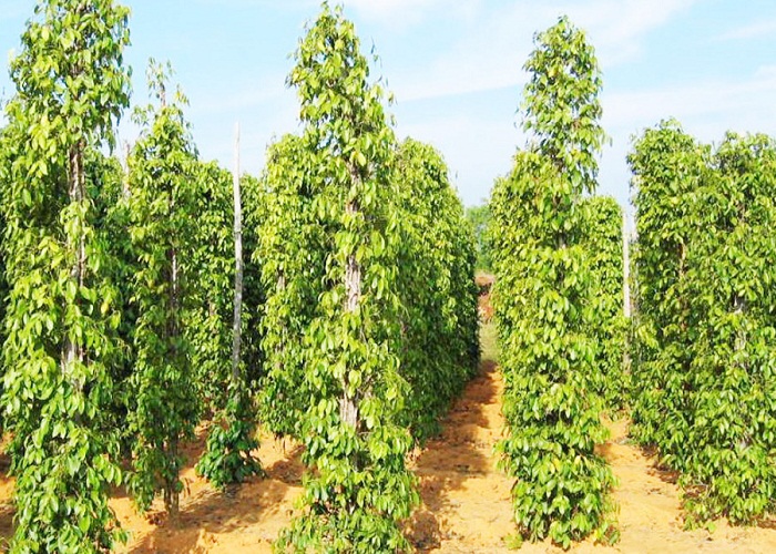 du lịch Phú Quốc