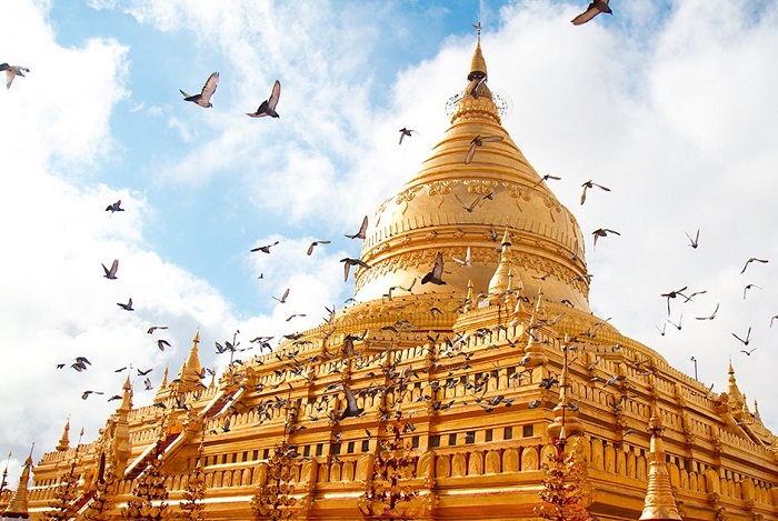 chua voi trang shwezigon