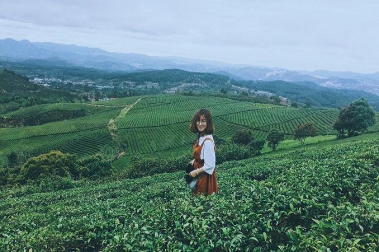 Đồi chè Cầu Đất