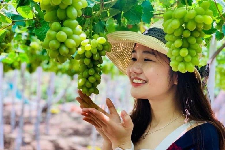 Vườn nho Ninh Thuận