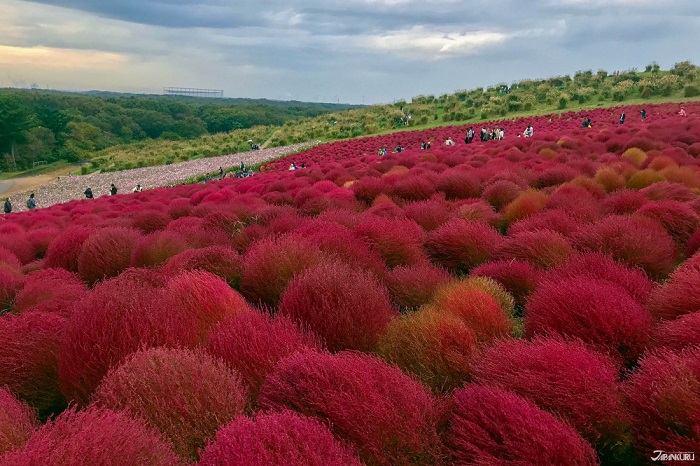 Công viên Hitachi Kaihin