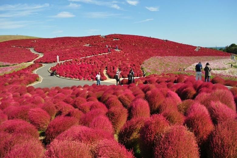 Công viên Hitachi Kaihin