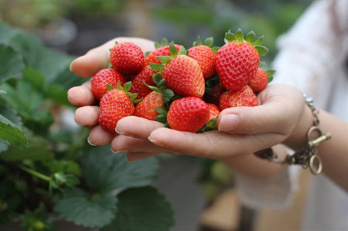 Trải nghiệm hái dâu tây