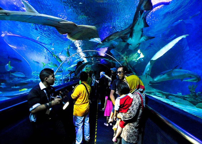 Khu đại dương nhân tạo S.E.A.A Aquarium