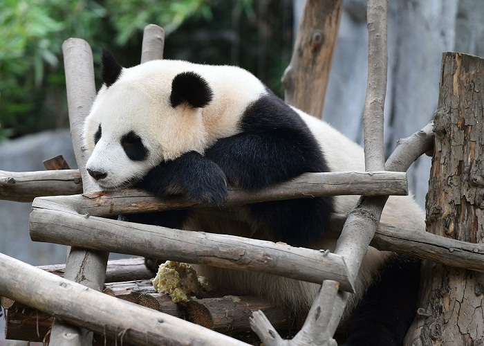 Trung tâm nghiên cứu gấu trúc Thành Đô