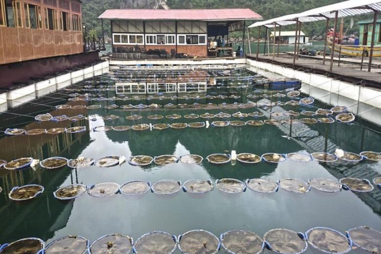 làng ngọc trai Hạ Long